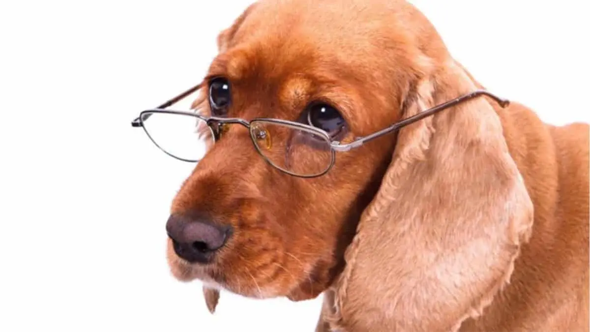 Tu perrito también envejece: consejos para cuidar a los lomitos mayores y mejorar su calidad de vida