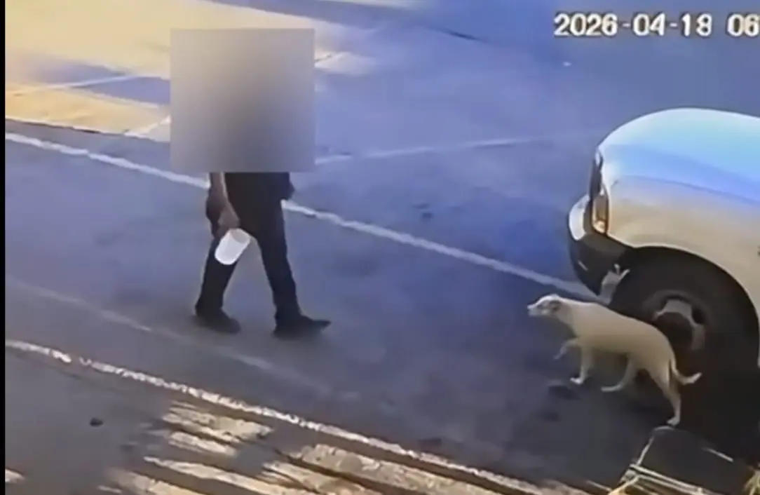 Aprehenden a sujeto por maltrato animal en contra de perrita