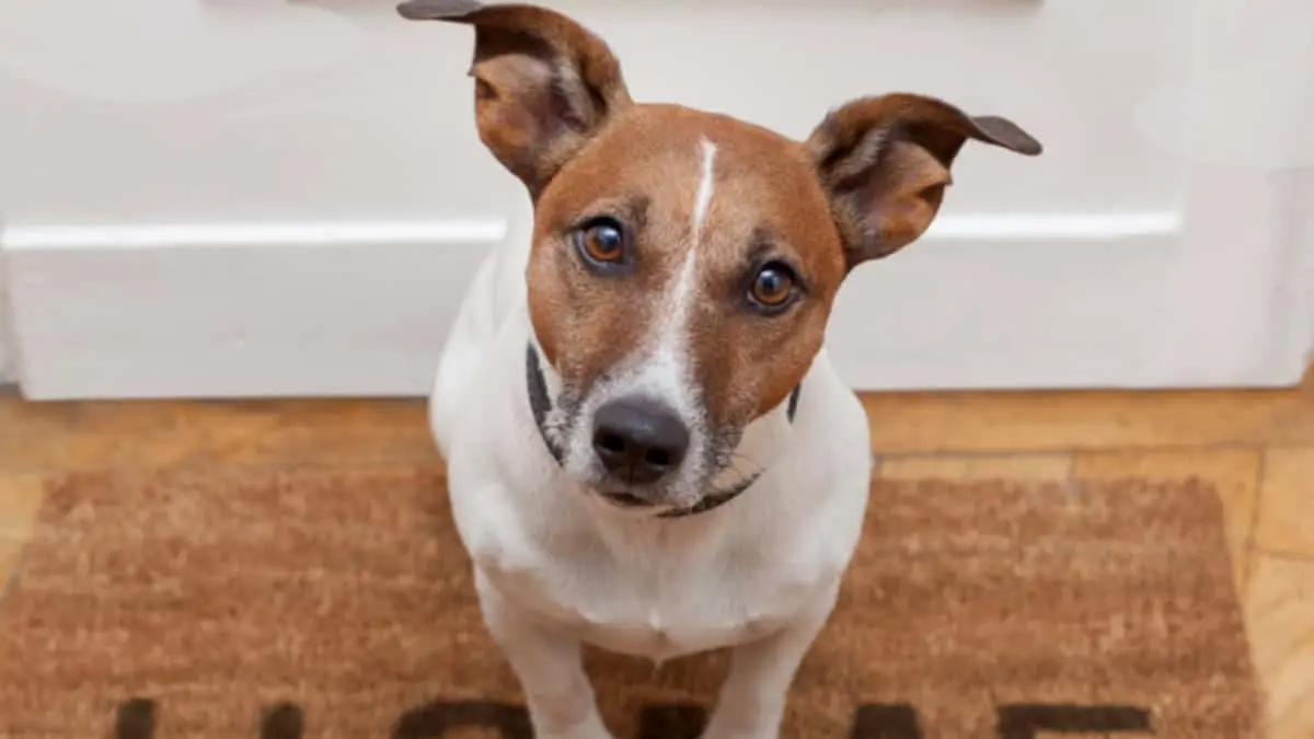 Veterinarios alertan que la euforia de los perros al ver a sus dueños podría ser señal de ansiedad y estrés