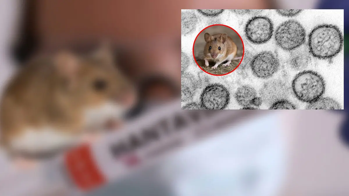 Salud Sonora descarta riesgo elevado de contagios por hantavirus en la Entidad