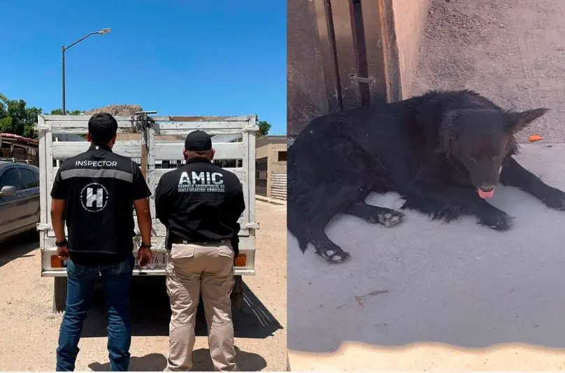 Perro es rescatado en Hermosillo por denuncia de maltrato animal