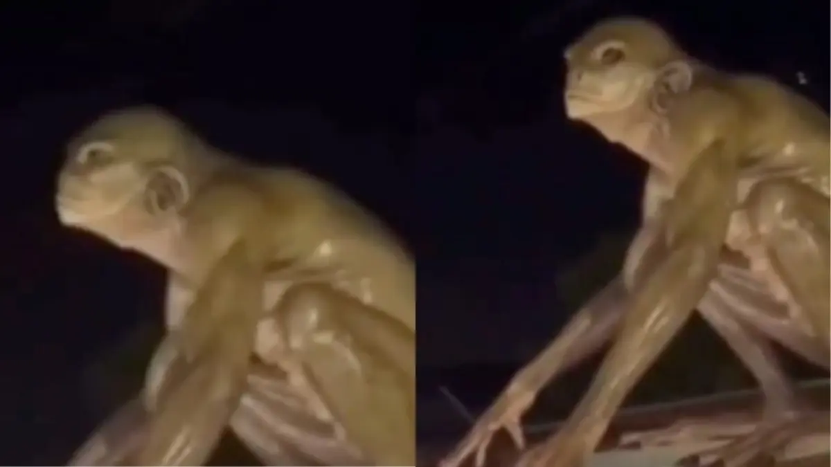 VIDEO | ¿Real o IA? Captan supuesto alien reptiliano captado en una casa de Monterrey