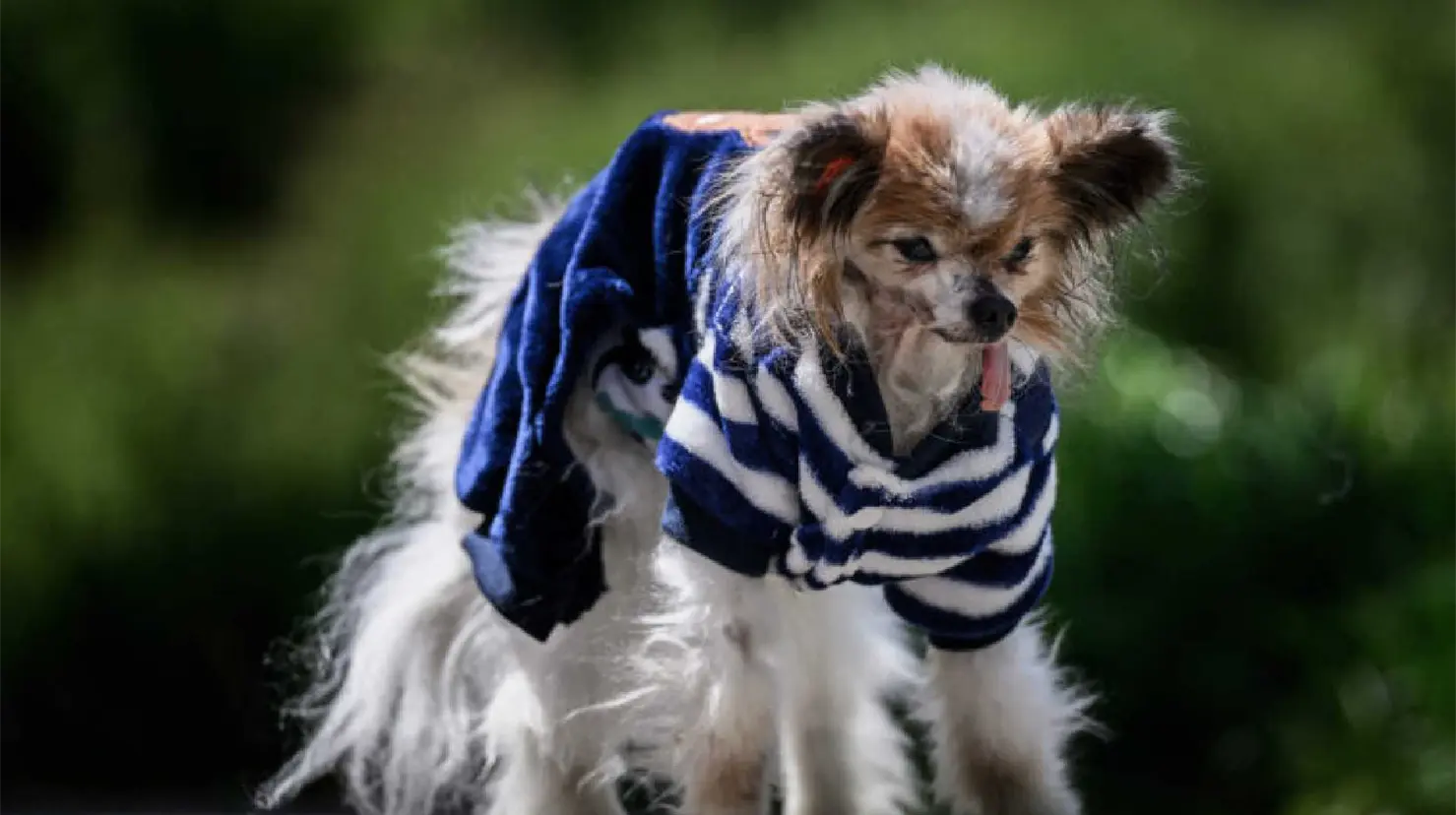 Muere Lazare, el perro que conmovió al mundo por alcanzar los 30 años de vida