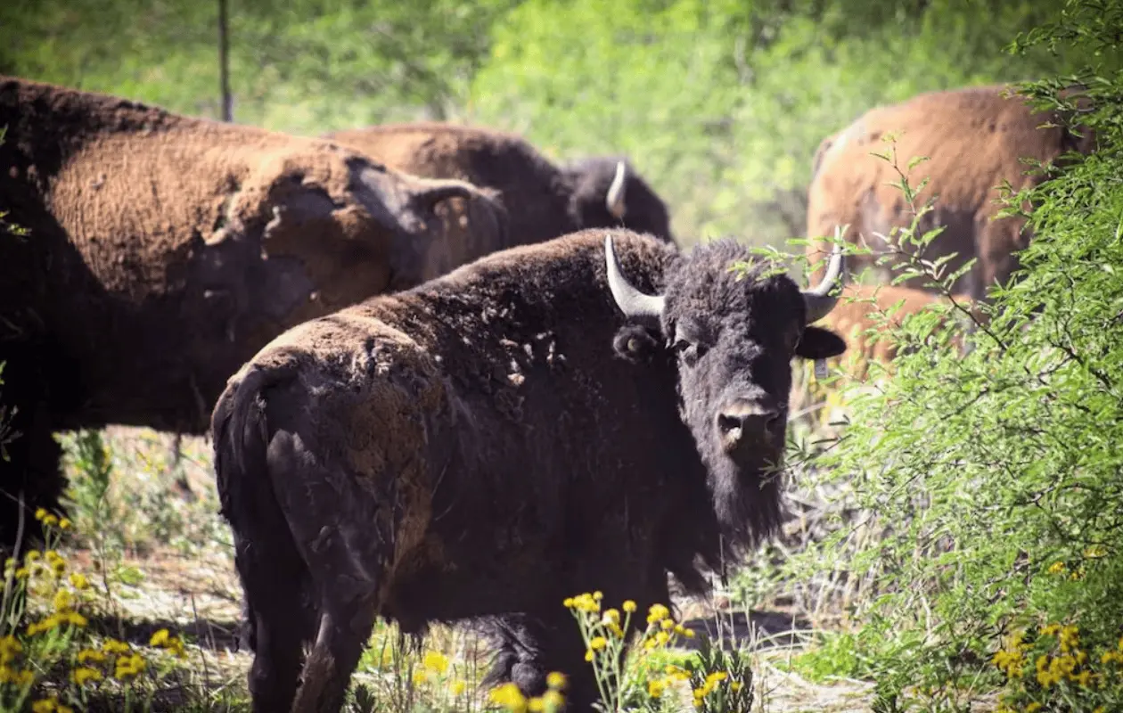 Regresa el bisonte a Sonora tras 200 años con nacimiento de crías