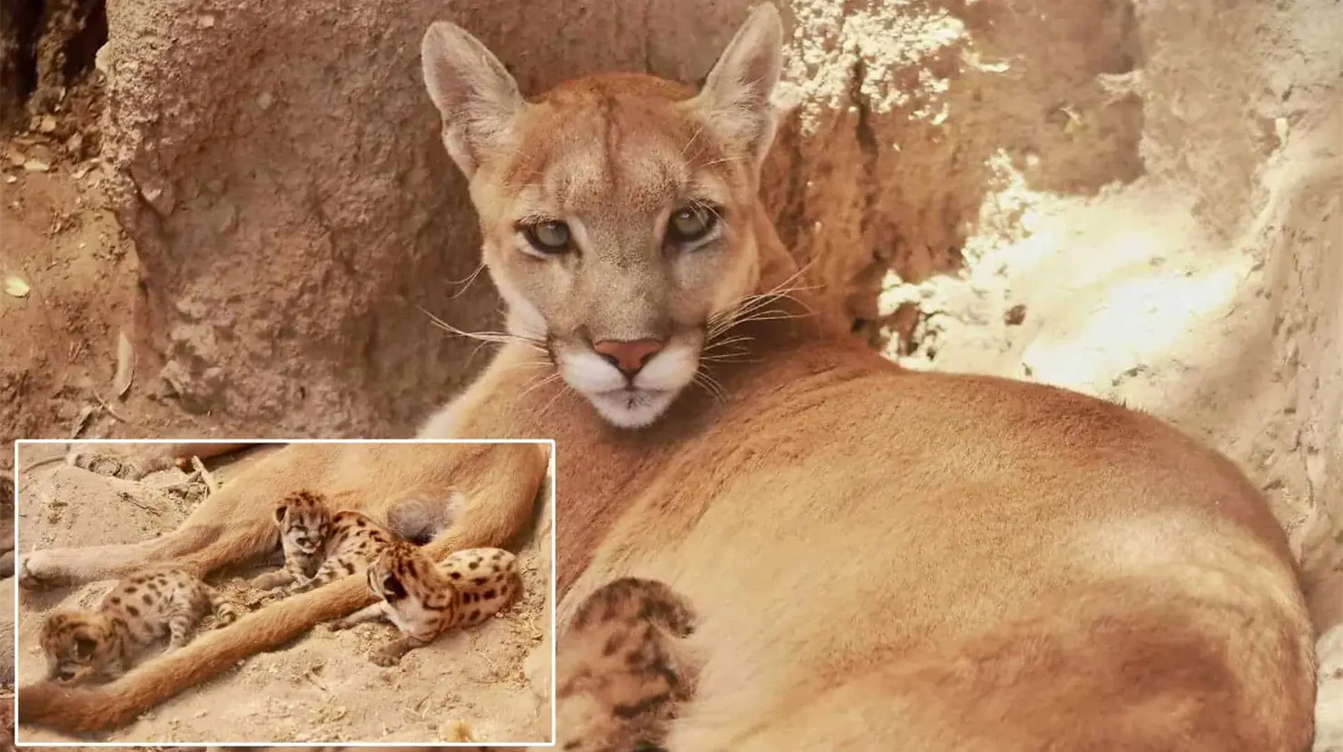Centro Ecológico de Sonora celebra nacimiento de tres pumas y un eland