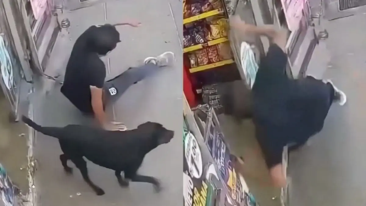 VIDEO | Perro atropella a un hombre y le provoca una fractura en Naucalpan
