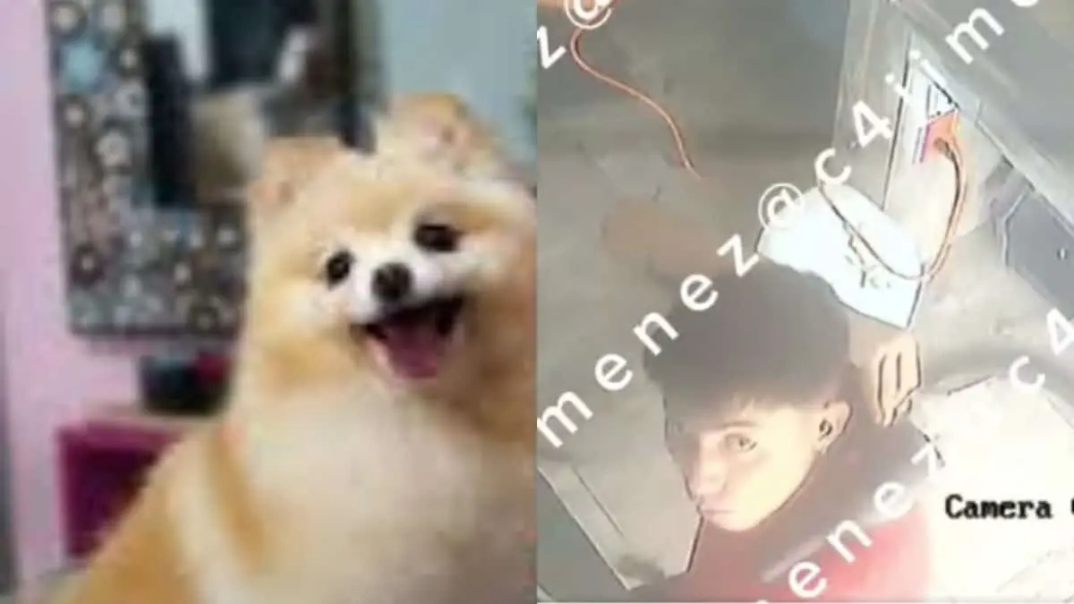 Difunden video del caso Coco, el cachorro pomerania que murió durante servicio de estética en la Roma Sur