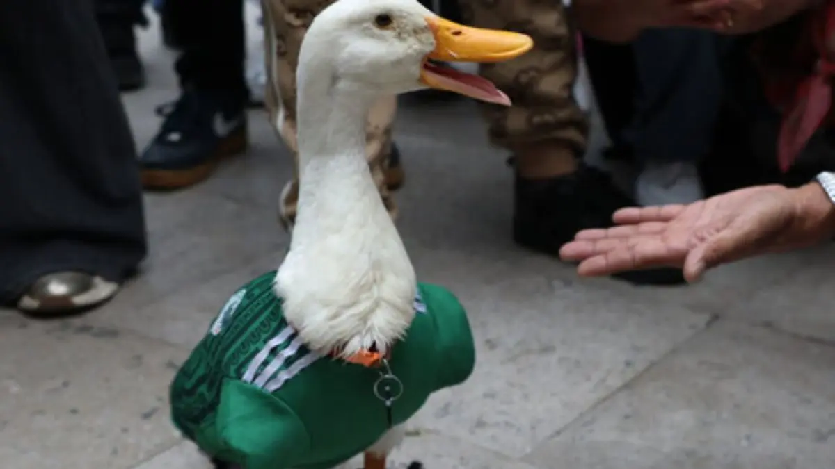 ¿Qué cuidados requiere un pato como Merlín? Lo que debes saber antes de tener uno como mascota