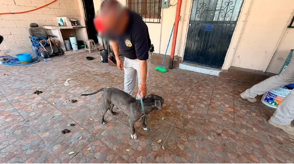 Ejecutado cateo en Guaymas por maltrato animal