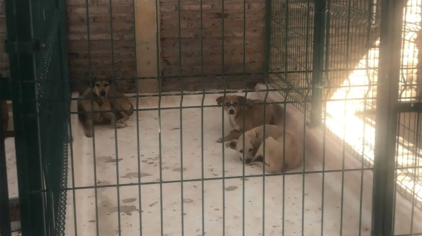 Niega director de Salud eutanasia indiscriminada en Centro de Control Animal