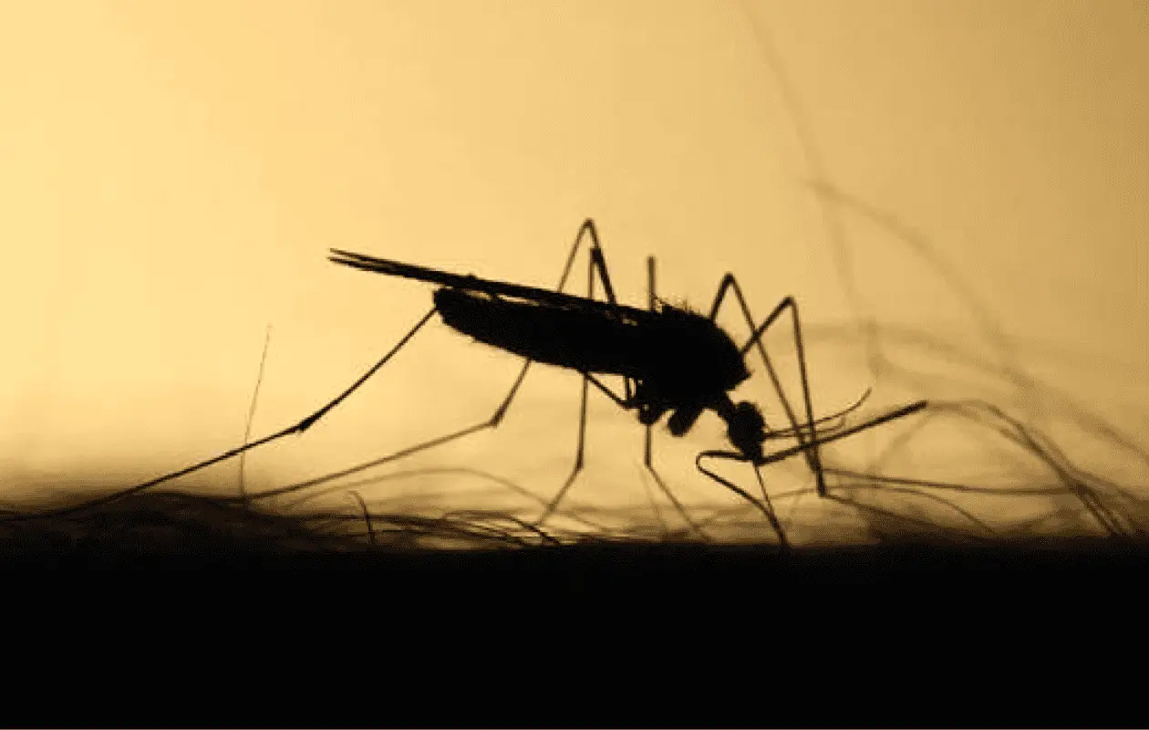 Detectan primer caso de malaria en Jalisco en más de 15 años