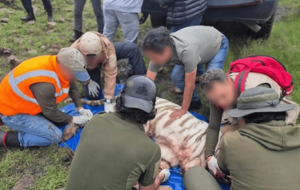 Kenzo, el tigre fugitivo de Edomex, murió durante su rescate