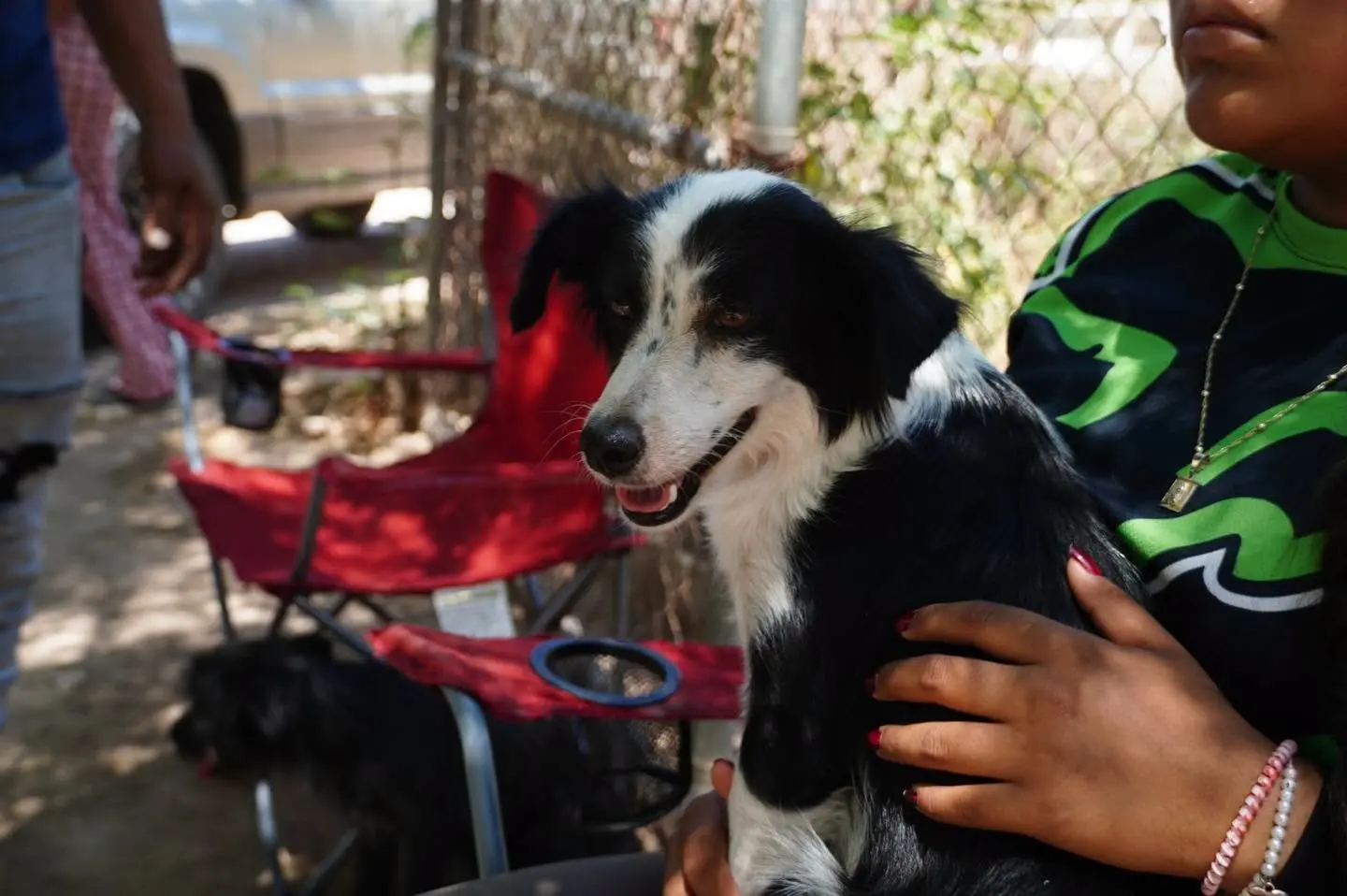 Listo nuevo Reglamento de Protección Animal en Navojoa; resta su aprobación