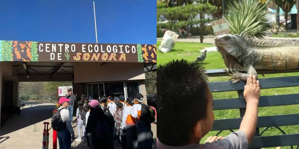 Especialistas compartirán información sobre reptiles nativos y explicarán su importancia ecológica mediante actividades dirigidas a niñas, niños y familias.