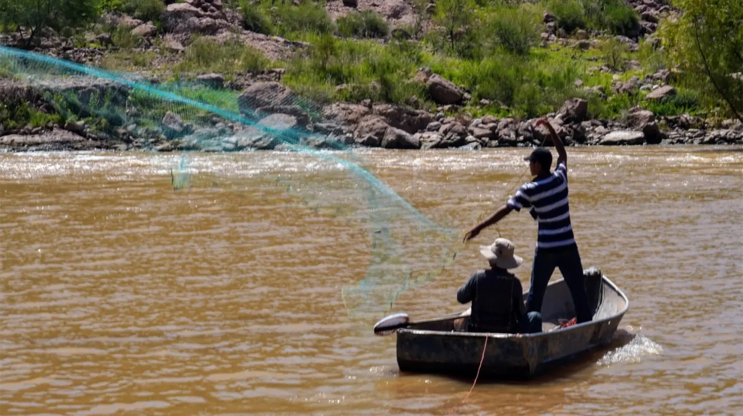 Pescadores confían en una buena cosecha de tilapia en el Mocúzari