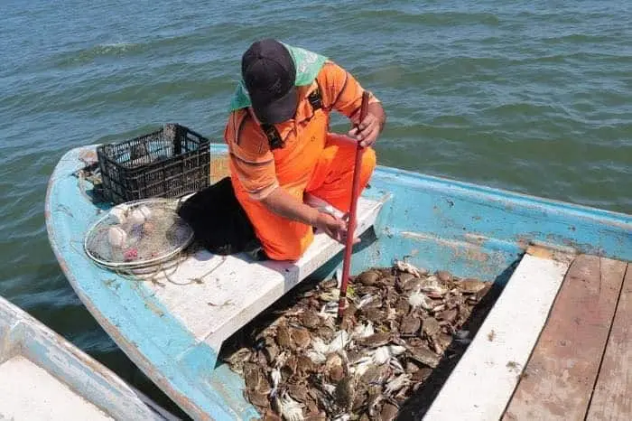 Con deudas, pero van por la jaiba en el sur de Sonora