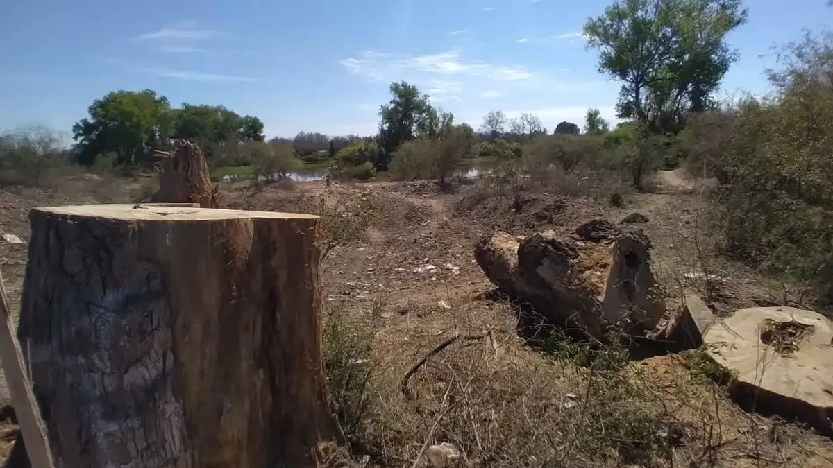 Piden frenar tala de árboles en la Región del Mayo