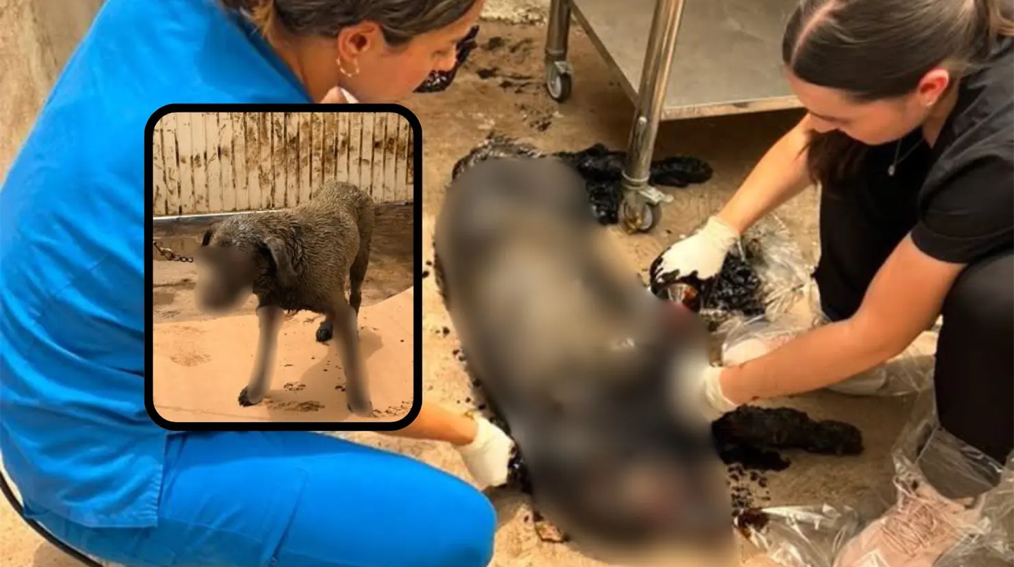 El caso de la perrita Chaparrita comenzó a difundirse ampliamente en redes sociales, generando gran indignación entre los ciudadanos