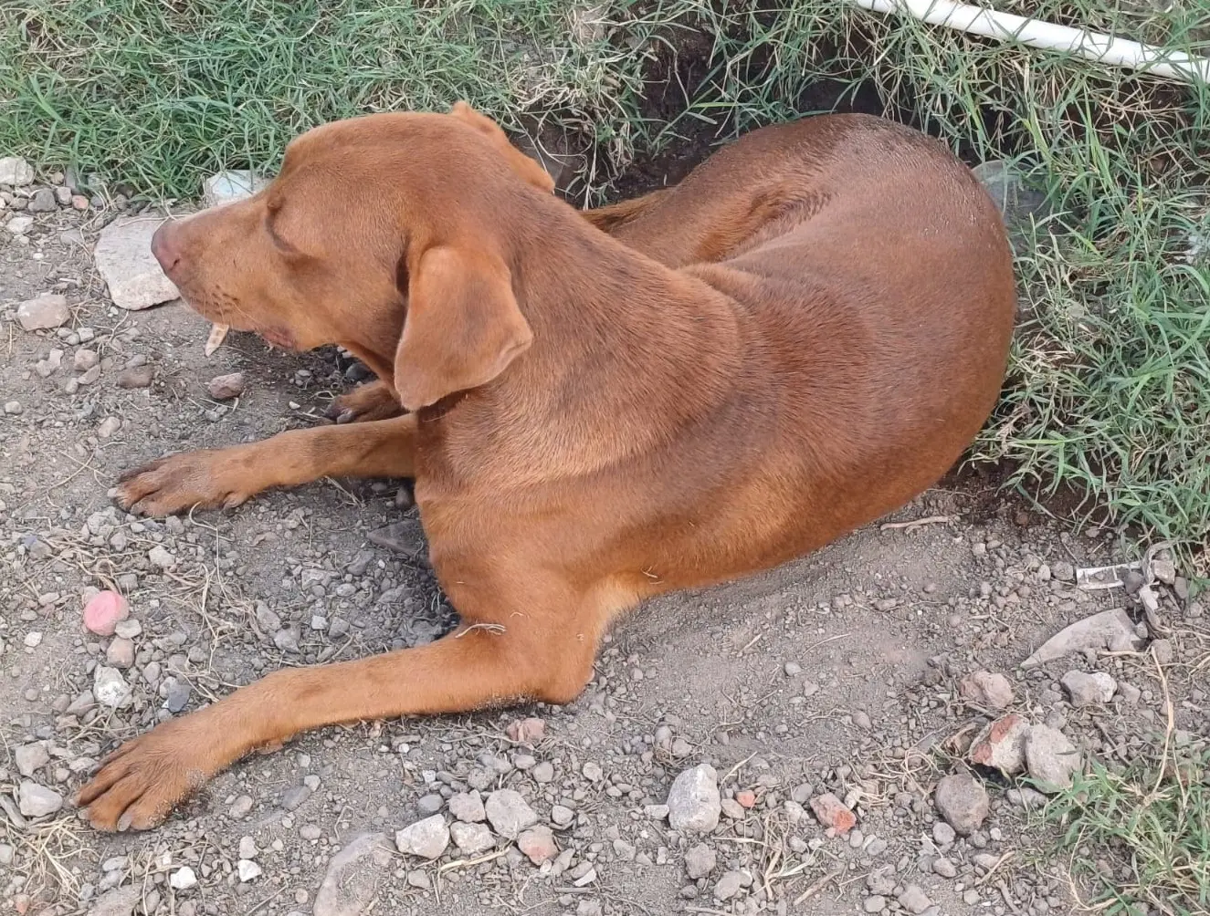 Mueren 4 por rickettsia en Sonora