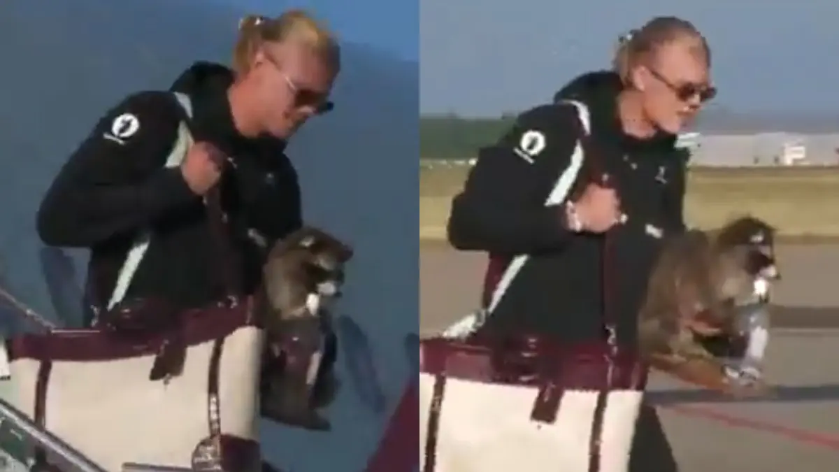 Erling Haaland llama la atención tras llegar a Noruega con un mapache disecado: ¿Qué es y cuánto vale?