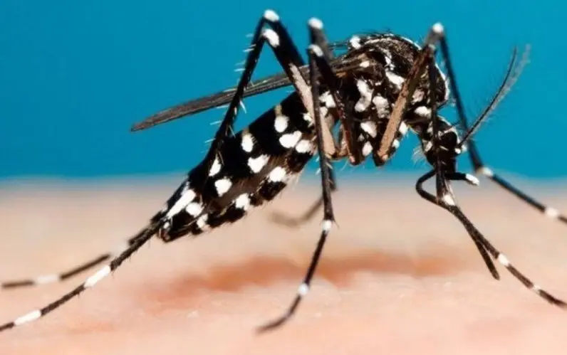 Suman 859 casos de dengue en Sonora