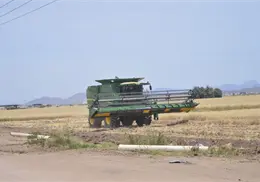 Condiciones adversas del clima obligará a asegurar las cosechas en el Valle del Mayo