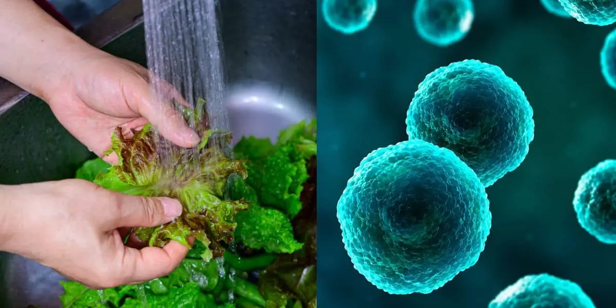 Lavar correctamente los vegetales y seguir las recomendaciones sanitarias ayuda a reducir el riesgo de enfermedades transmitidas por alimentos.