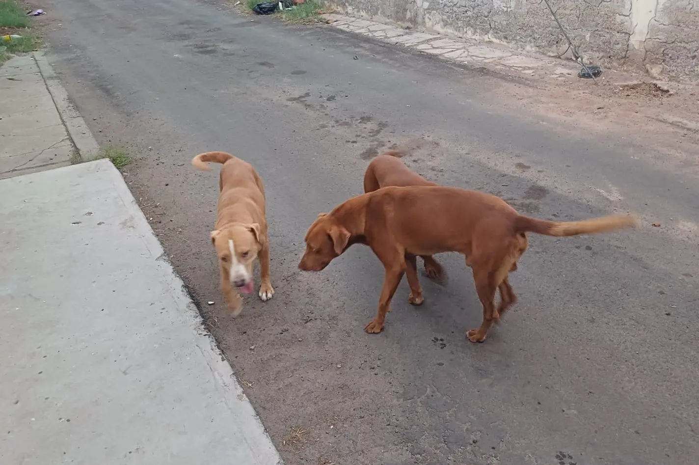 Suben a 33 las defunciones por rickettsia en Sonora