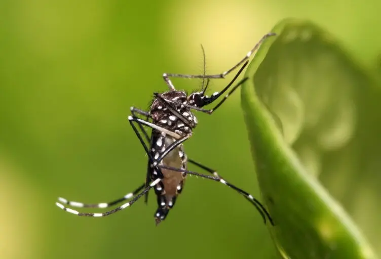 Sobrepasa Sonora 900 casos de dengue