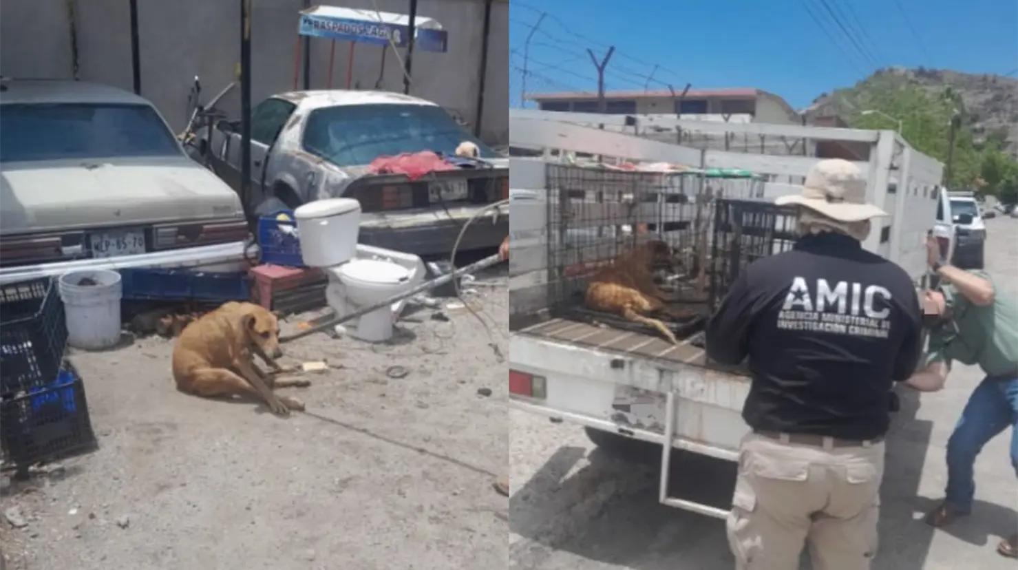 Rescatan a dos perros de taller mecánico en Hermosillo; sufrían desnutrición y deshidratación