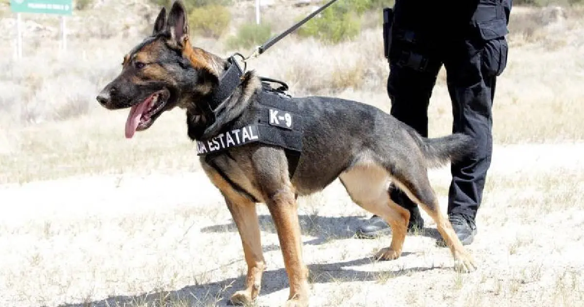 Unidad K-9 fortalece operativos de la Policía Estatal