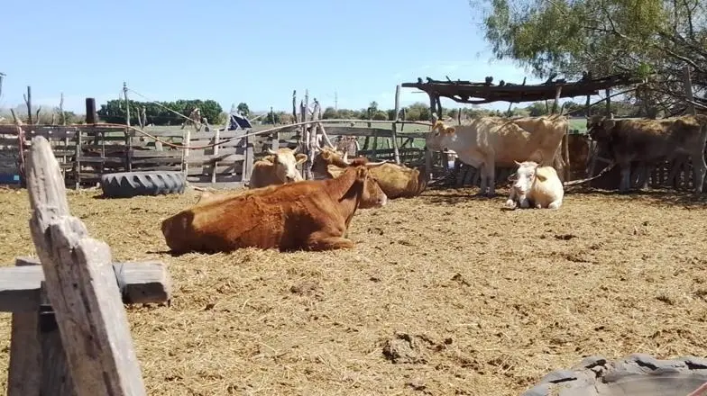 Resiente ganado de Huatabampo falta de lluvias