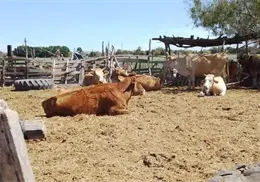 Resiente ganado de Huatabampo falta de lluvias