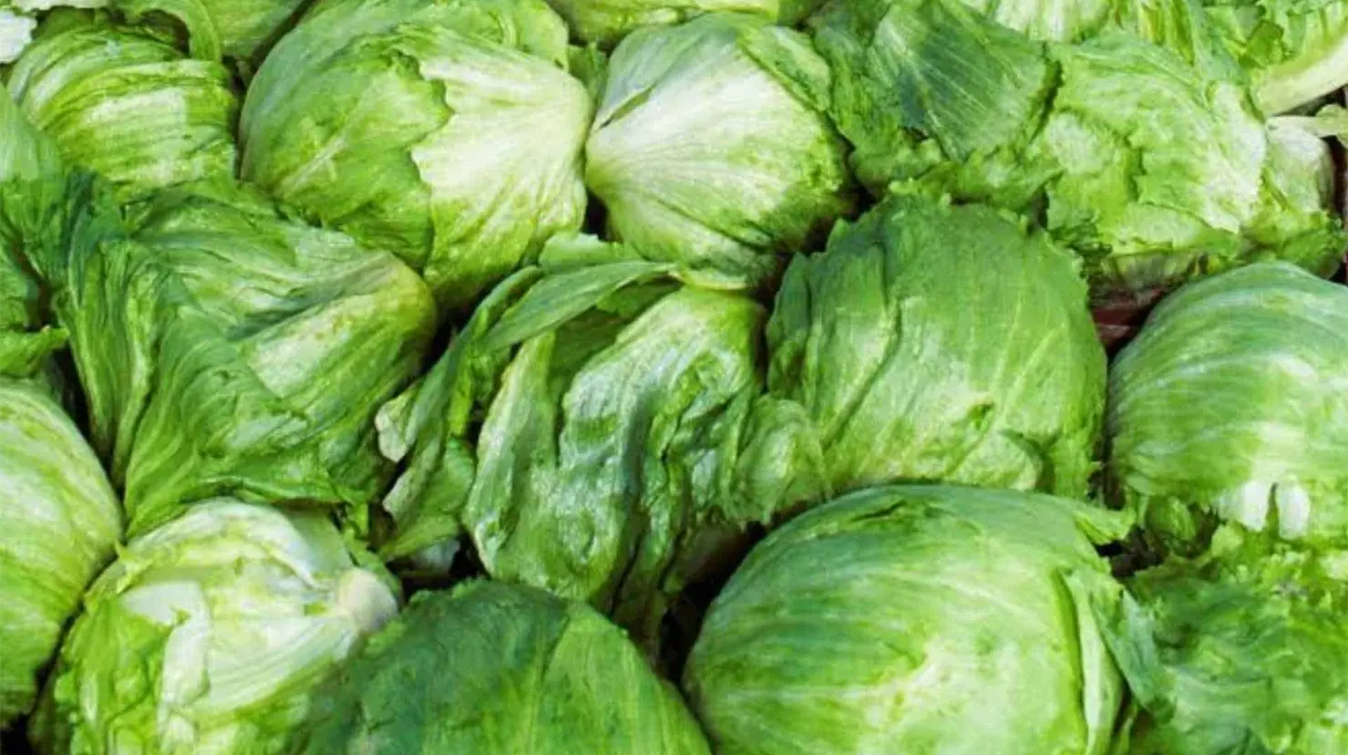 Salud descarta presencia de Cyclospora en lechuga mexicana tras nuevas pruebas