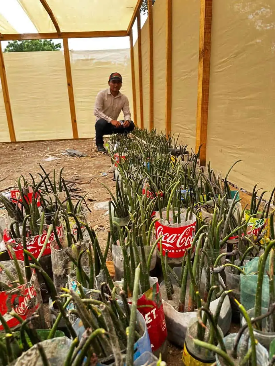 Buscan rescatar manglares del sur de Sonora