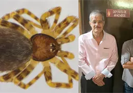 ¿La nueva araña descubierta en Hermosillo puede llegar a tu casa? Esto explican los especialistas