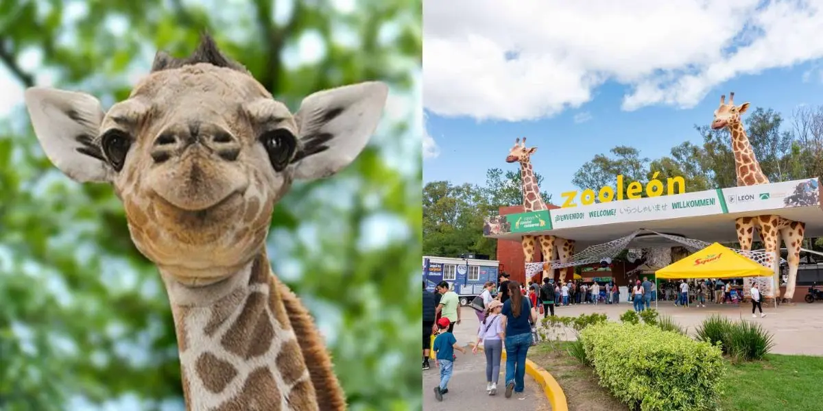 Una jirafa reticulada murió tras un accidente dentro del Zoológico de León; autoridades investigan lo ocurrido. (Fotos/Denver Zoo)