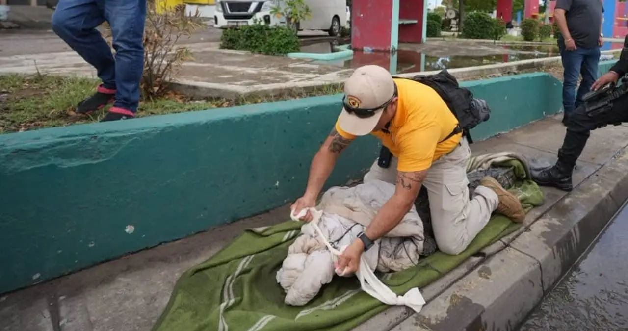 Elementos de la Policía Municipal y de Protección Civil resguardaron la zona mientras realizaban el aseguramiento de un cocodrilo localizado en calles de Mazatlán, para posteriormente trasladarlo a un sitio seguro. Fotos: Policía Mazatlán.