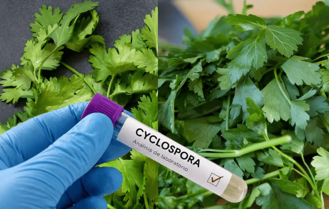 EU investiga relación entre cilantro y perejil mexicanos con brote de ciclosporiasis
