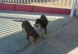 Alerta Milagro Canino de Navojoa por gusano barrenador