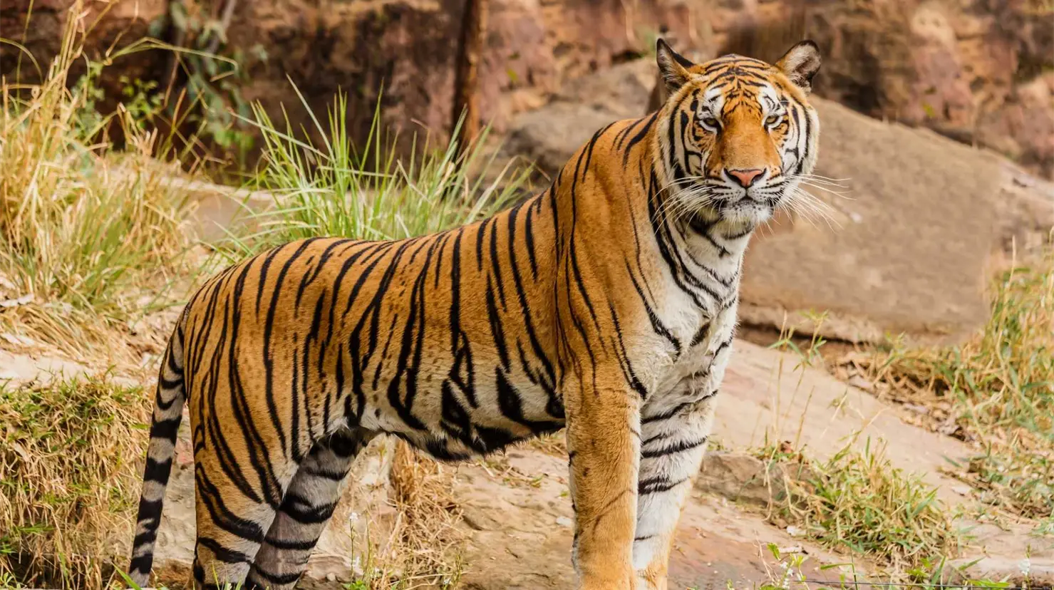 Día Internacional del Tigre: ¿por qué se conmemora cada 29 de julio?