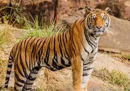 Día Internacional del Tigre: ¿por qué se conmemora cada 29 de julio?