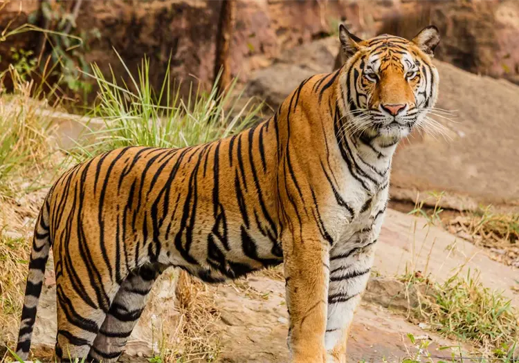 Día Internacional del Tigre: ¿por qué se conmemora cada 29 de julio?