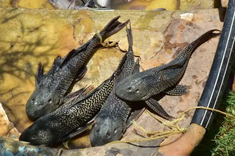 Llaman a no introducir especies no autorizadas a la Laguna