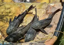 Llaman a no introducir especies no autorizadas a la Laguna