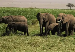 Investigan la muerte de 15 elefantes en Kenia por posible sustancia tóxica Investigan la muerte de 15 elefantes en Kenia por posible sustancia tóxica