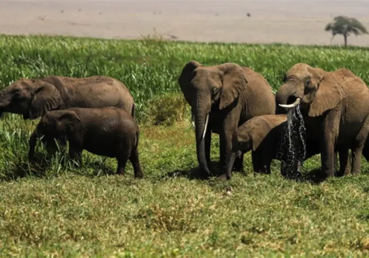 Investigan la muerte de 15 elefantes en Kenia por posible sustancia tóxica