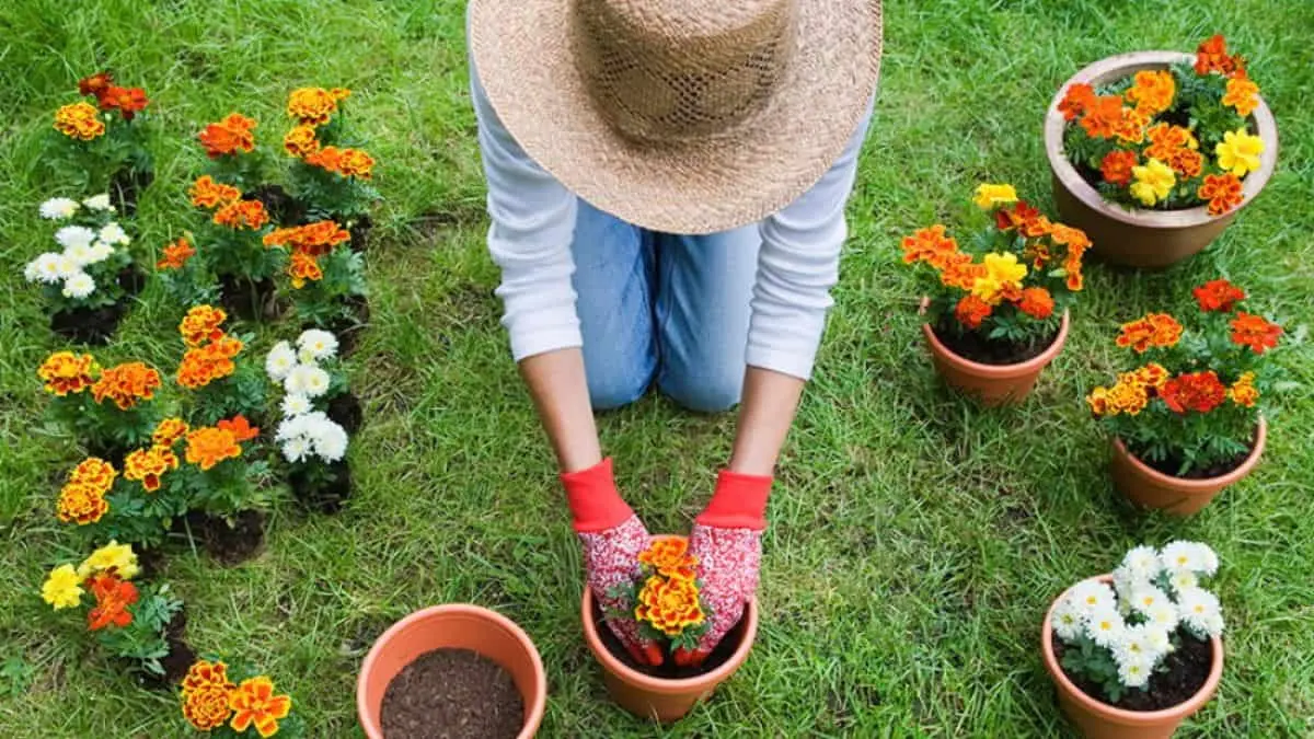 Regar las plantas en las horas de más calor puede dañarlas; expertos explican por qué