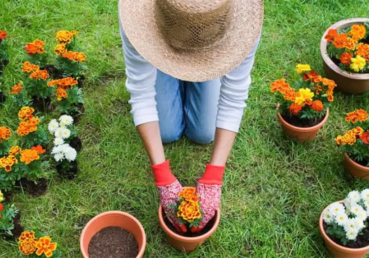 Regar las plantas en las horas de más calor puede dañarlas; expertos explican por qué
