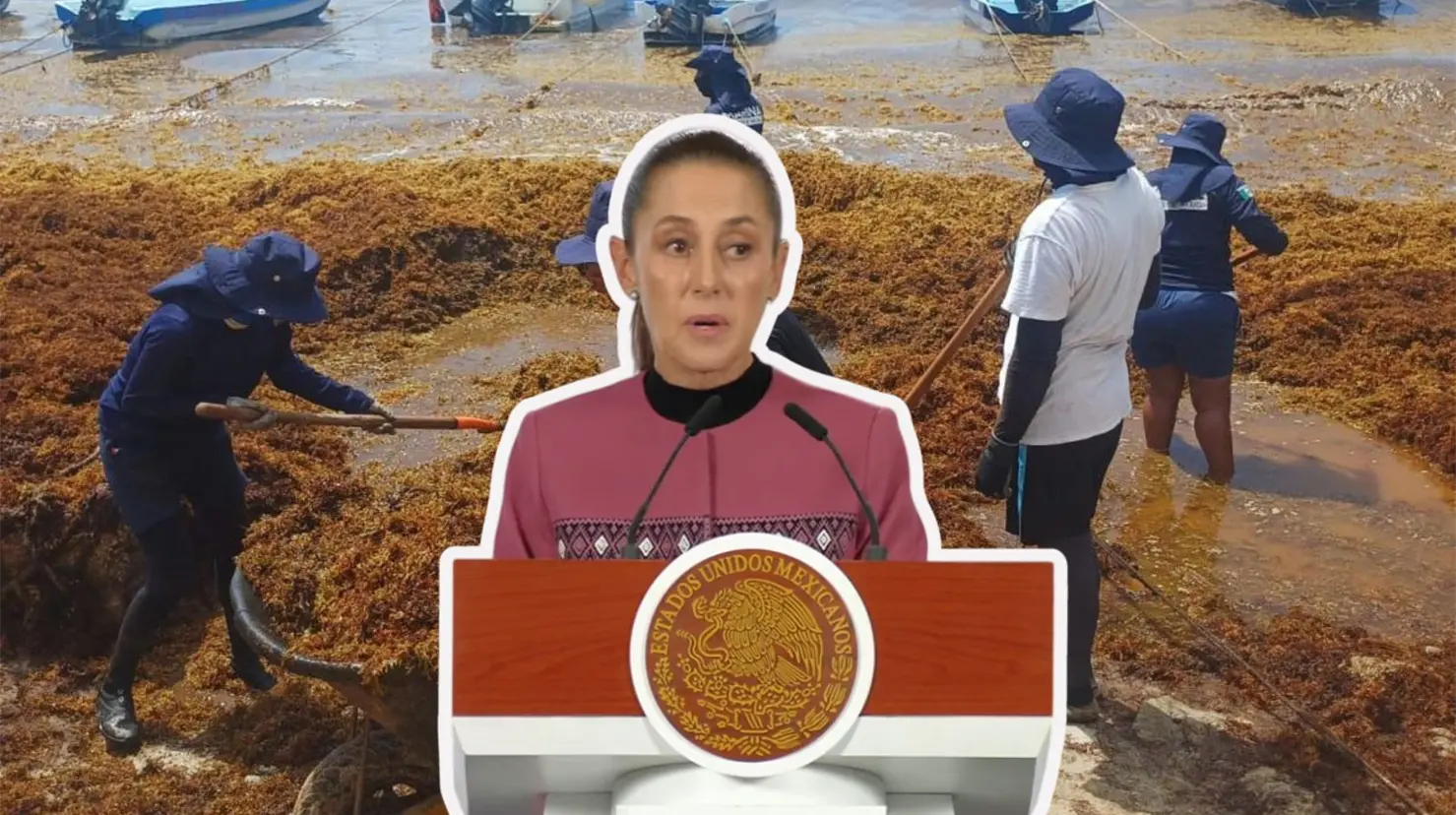 La mandataria explicó que una de las prioridades será capturar una mayor cantidad de sargazo antes de que alcance la costa del Caribe mexicano